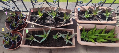 Aloe vera plants multiple - aloe,