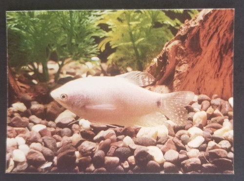Platinum gourami 1990 - platinum,