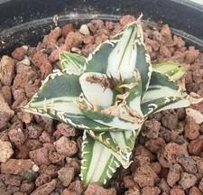 Agave titanota SAD