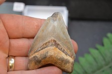Wow genuine megalodon - ,