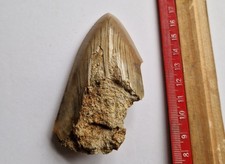 Megalodon Fossil Shark Tooth -