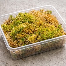 Sphagnum moss - sphagnum,