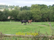 Photo 6x4 Horses grazing at