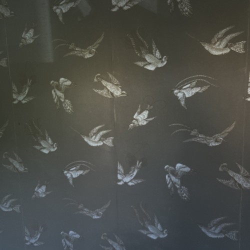 Tropical bird wallpaper - bird,
