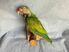 TAXIDERMY MOUSTACHE PARROT