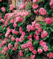 Thornless Climbing Rose -