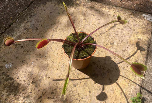 Dionaea muscipula venus - dionaea, (venus