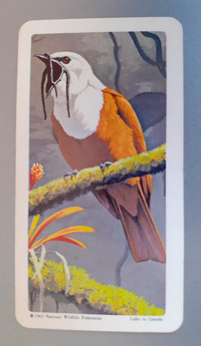 Brooke bond canada tropical - -,