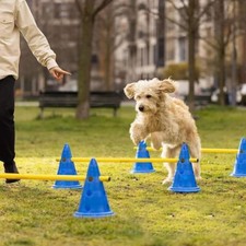 Pet Training Cone Set Jumping