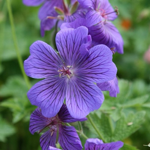 Geranium magnificum mature - geranium, 3