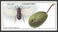 WILLS - GARDEN LIFE - #17 PLUM FRUIT SAW FLY