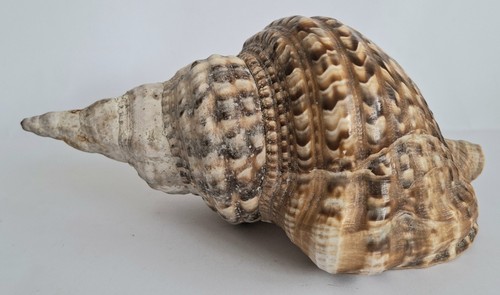 Large pacific tritonis - large, conch