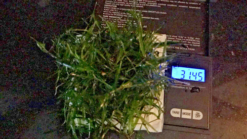 100 guppy grass - g, floating