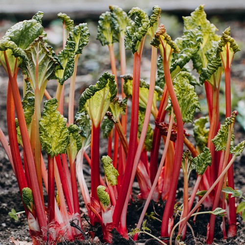 Rhubarb goliath plants - goliath, |