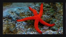 Starfish Sea Creature Ocean
