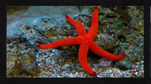 Starfish sea creature - sea, ocean