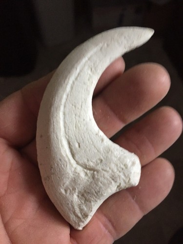 Deinonychus velociraptor - ,