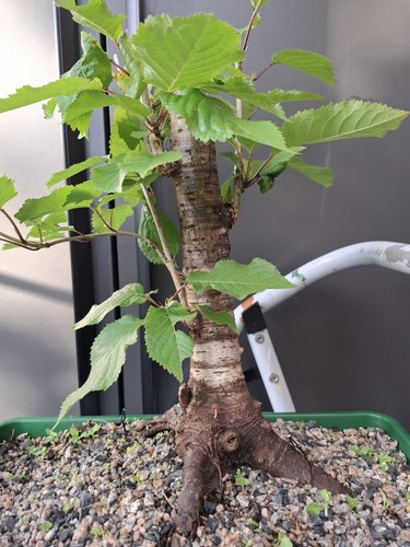 Chunky cherry bonsai tree - ,