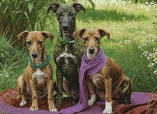 Greyhound Whippet Puppies A5