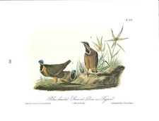 Blue Headed Ground Dove or Pigeon Vintage Bird Print Picture Audubon ABOA#292