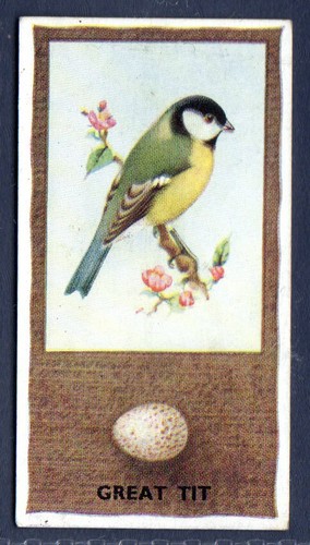 Great tit phillips - tit,