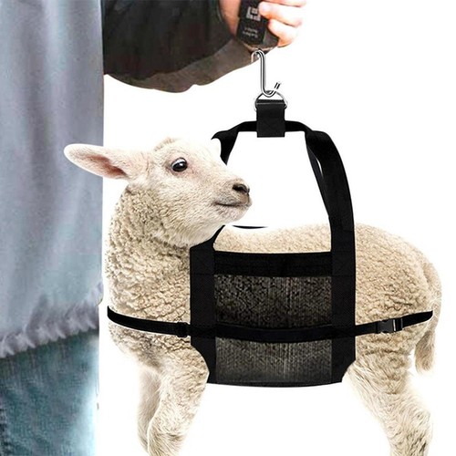 Calf weight scale belt - calf,