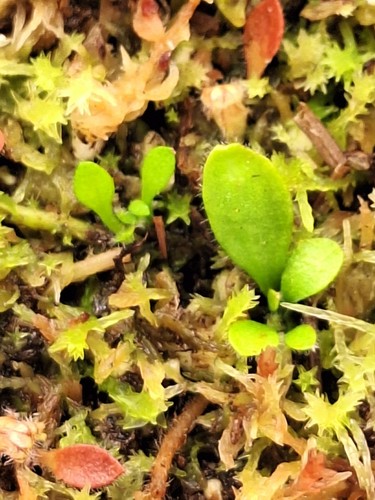 Cephalotus folicularis albany - folicularis, (albany