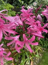 Nerine belladiva