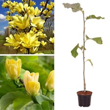 Magnolia Yellow Lanten XXL