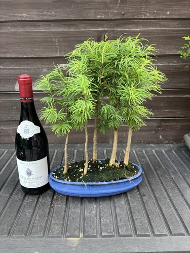 Bonsai tree jap - jap, larch