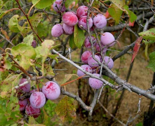 American plum tree 12 - american,