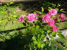 Climbing / Rambling Rose Seeds