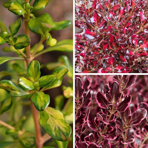 Coprosma collection 9cm - coprosma, x