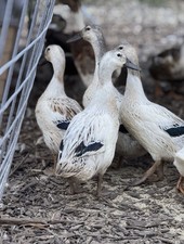 7 Fertile 🥚 Welsh Harlequin