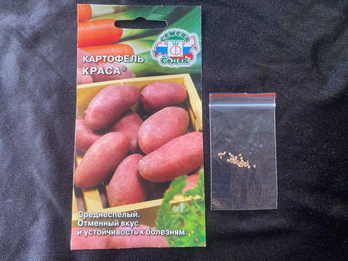 Potato russian seeds - potato,