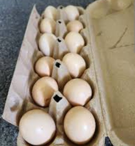 Silkie hatching eggs - 8, from