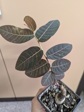 Phyllanthus mirabilis Random