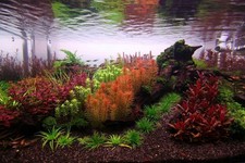 Aquarium live plants huge - aquarium,