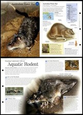 Australian Water Rat #40