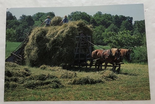 Amish scene horse drawn - amish,
