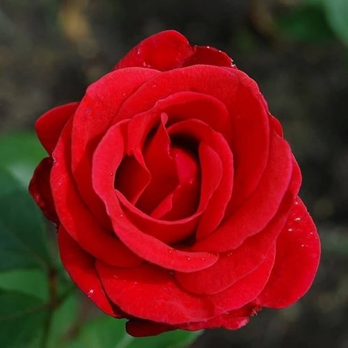 Garden roses plants - , root