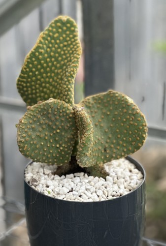 Crested monstrose bunny - crested/,