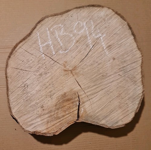 Old hornbeam burr - old,