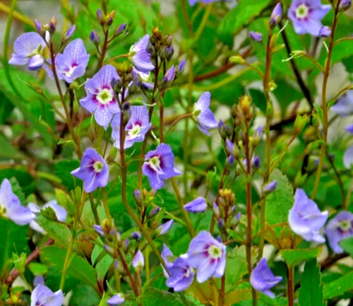 Parahebe veronica - parahebe,