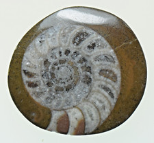 Polished goniatite ammonite - goniatite,