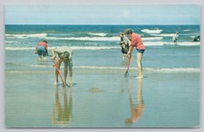 Pismo beach california clam - pismo,