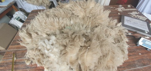 Ave staple raw sheep - kg, 5"