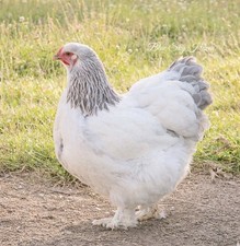 12+ RARE Quality Stock!! Blue