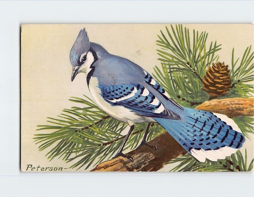 Postcard blue jay - jay, (cyanoctta