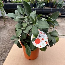 Citrus Lime (Red Lime) Limetta - Rangpur Lime - 14cm pot 30cm bush